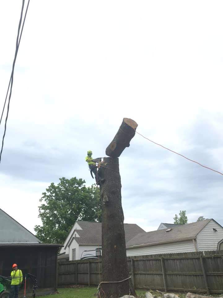 Sycamore tree almost completed.